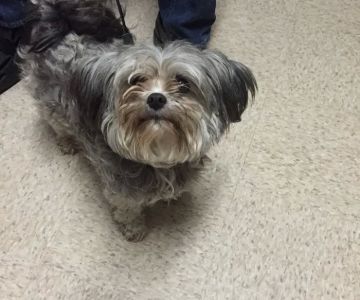 Milford Animal Clinic Inc