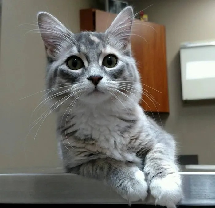 Milford Animal Clinic Inc 7