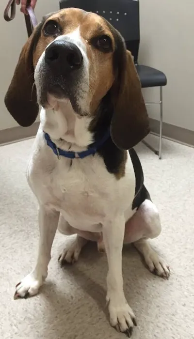 Milford Animal Clinic Inc 3