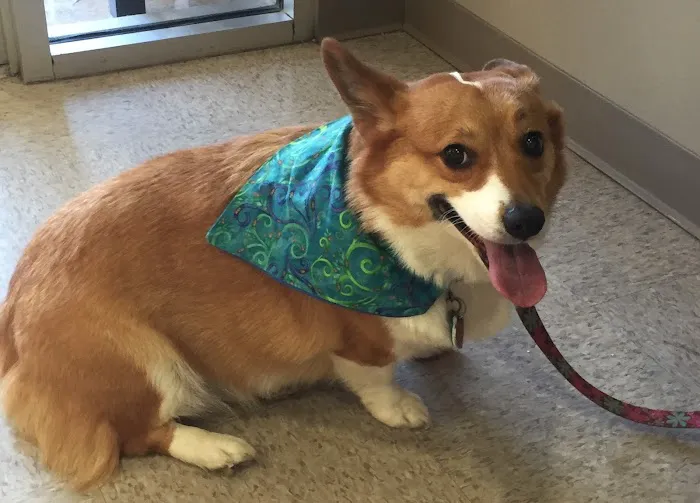 Milford Animal Clinic Inc 10