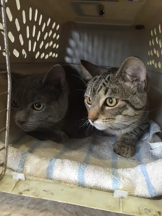 Milford Animal Clinic Inc 2