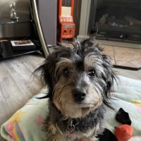 Nappanee Veterinary Hospital ico