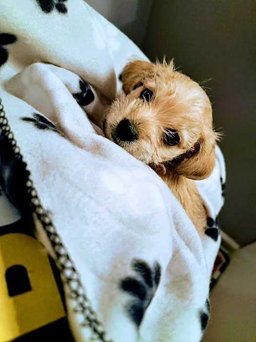 Wauconda Animal Hospital 12