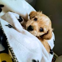 Wauconda Animal Hospital ico