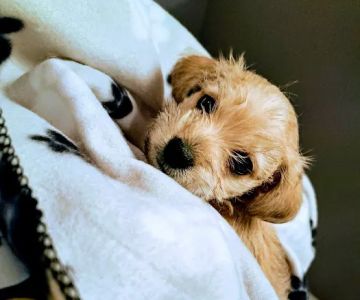Wauconda Animal Hospital