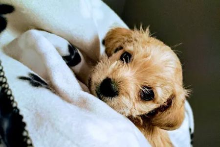 Wauconda Animal Hospital