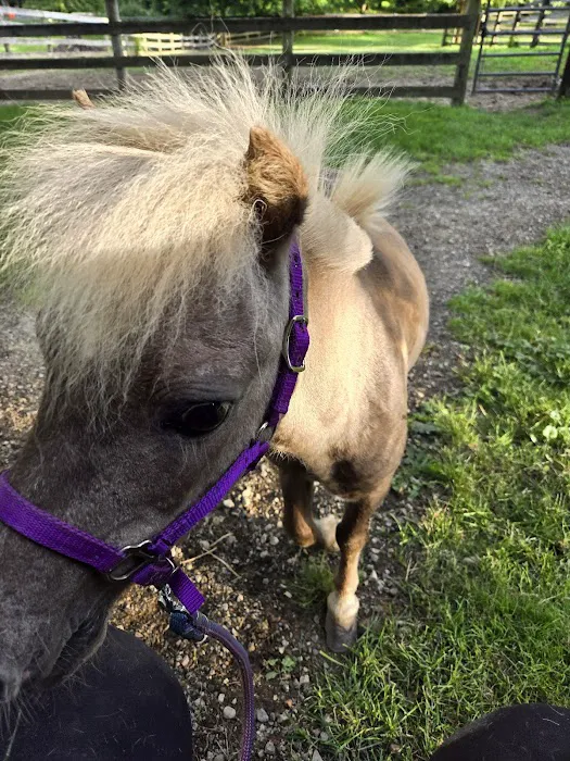 Chicago Equine Medical Center 12