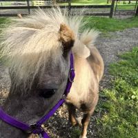 Chicago Equine Medical Center ico