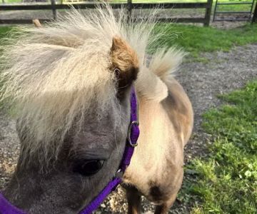 Chicago Equine Medical Center