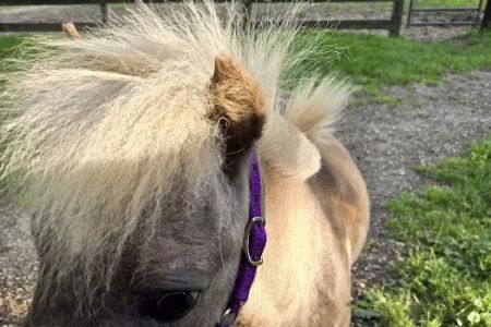 Chicago Equine Medical Center