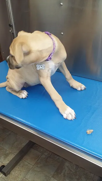 Mid Michigan Animal Clinic 3