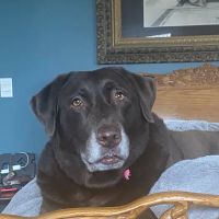 Mid Michigan Animal Clinic ico