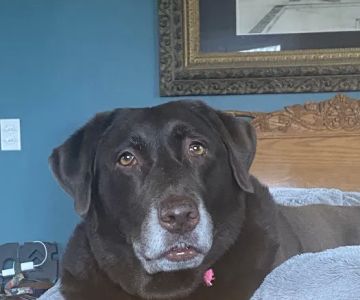 Mid Michigan Animal Clinic