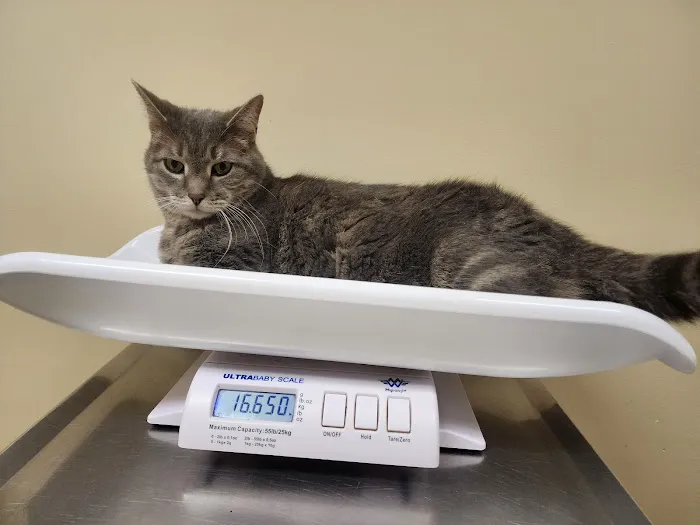 State Road Animal Hospital 2