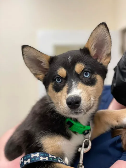State Road Animal Hospital 3