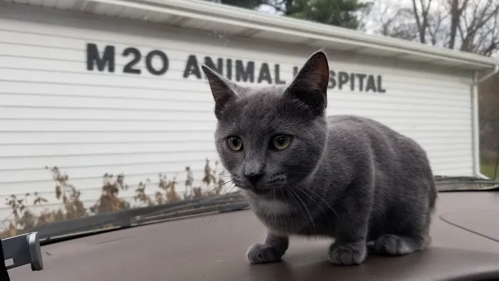 M-20 Animal Hospital 9