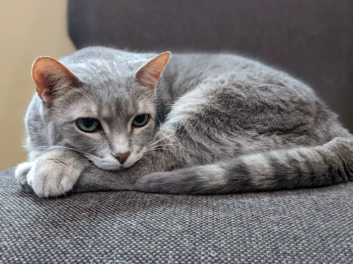 Surrey Veterinary Clinic 10