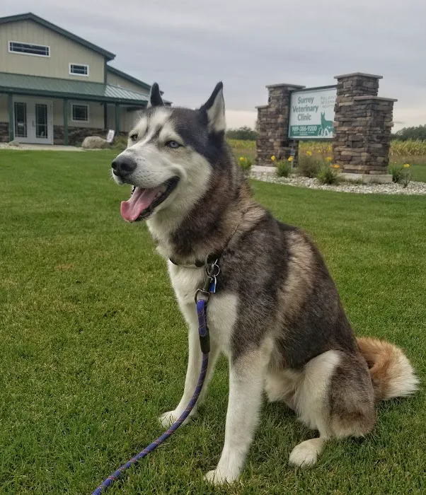Surrey Veterinary Clinic 6