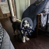 Three Oaks Veterinary Clinic ico