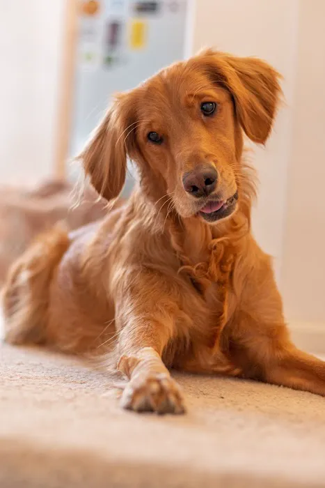McHenry Pet Hospital 1