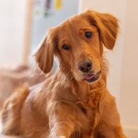 McHenry Pet Hospital ico