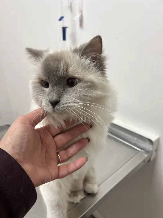 Animal Hospital of Spring Grove 12