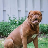 Richmond Veterinary Clinic ico