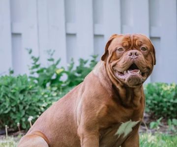 Richmond Veterinary Clinic