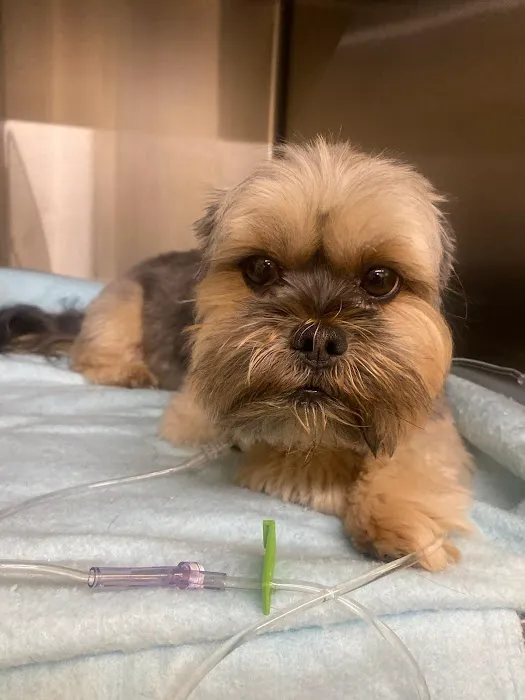 Richmond Veterinary Clinic 12