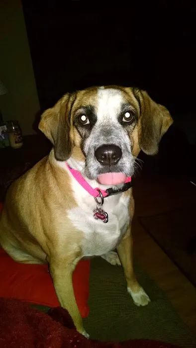 Banfield Pet Hospital 4