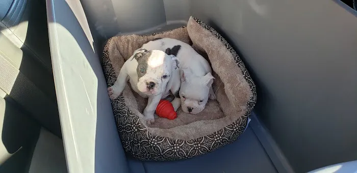 Banfield Pet Hospital 5