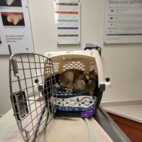 Banfield Pet Hospital ico