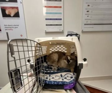 Banfield Pet Hospital