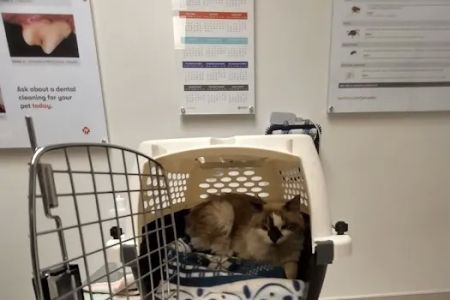 Banfield Pet Hospital