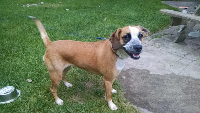 Banfield Pet Hospital 8