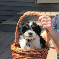 Hebron Animal Clinic ico
