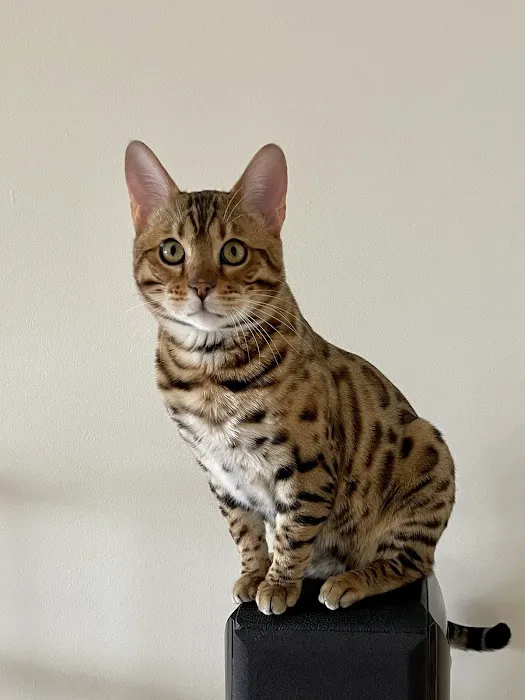 Hebron Animal Clinic 4