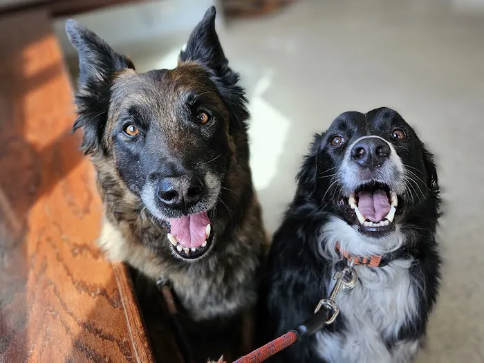 Hebron Animal Clinic 9