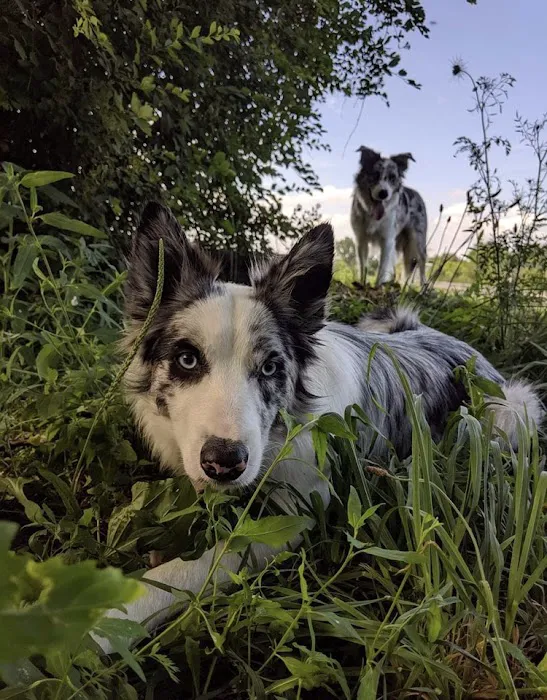 Lakeland Animal Hospital 12