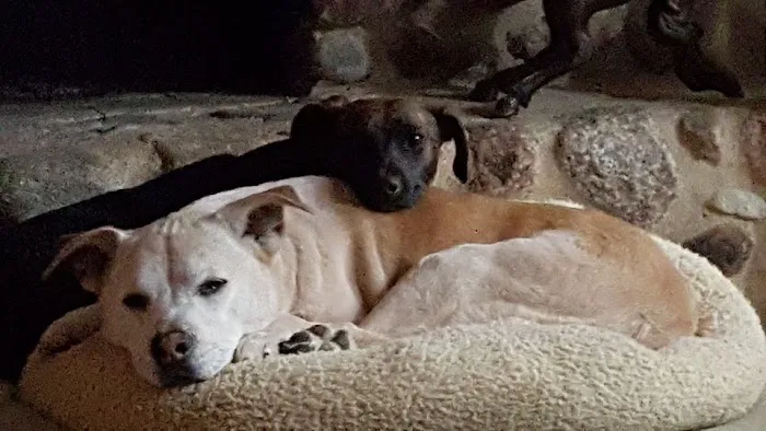 Lakeland Animal Hospital 12