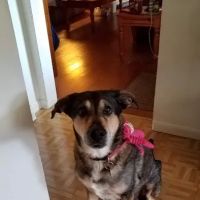 Lake Geneva Veterinary Clinic ico