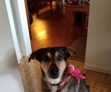 Lake Geneva Veterinary Clinic