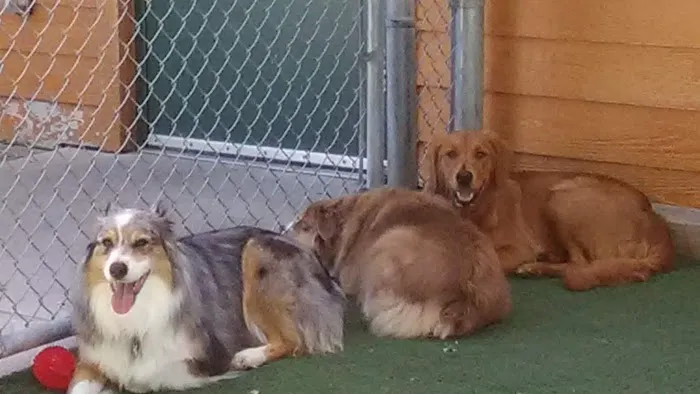 Forest Home Animal Clinic Doggie Day Camp & Boarding 12
