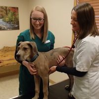 Forest Home Animal Clinic: Laura Bonofiglio, DVM ico