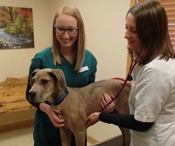 Forest Home Animal Clinic: Laura Bonofiglio, DVM