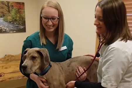 Forest Home Animal Clinic: Laura Bonofiglio, DVM