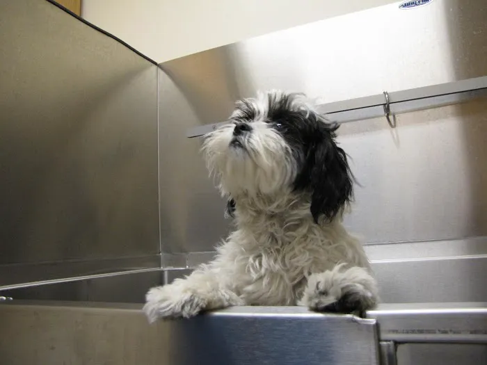 Forest Home Animal Clinic 8