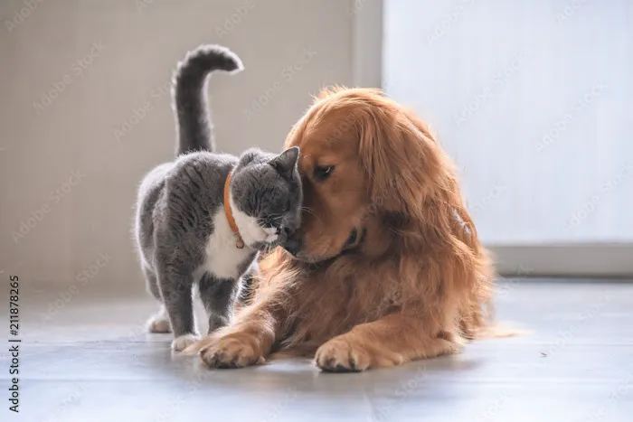 Creature Comforts House Call Veterinary Service 12