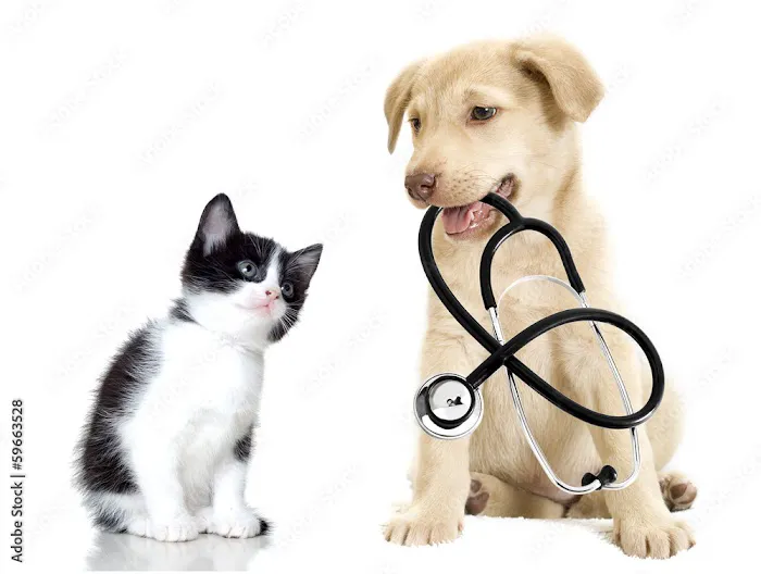 Creature Comforts House Call Veterinary Service 12
