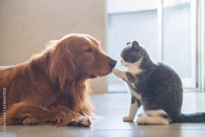 Creature Comforts House Call Veterinary Service 12
